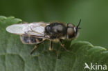 silver colonel (Odontomyia argentata)