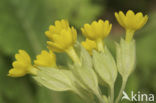 Slanke sleutelbloem (Primula elatior)