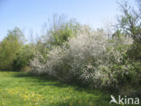 Sleedoorn (Prunus spinosa)