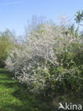 Sleedoorn (Prunus spinosa)