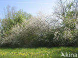 Sloe