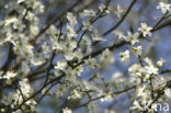 Sleedoorn (Prunus spinosa)