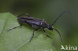 Longhorn Beetle (Leptura aethiops)