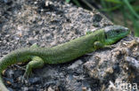 Smaragdhagedis (Lacerta viridis)