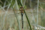Smaragdlibel (Cordulia aenea)