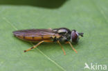 Snavelzeggeplatvoetje (Platycheirus perpallidus)