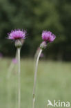 Spaanse ruiter (Cirsium dissectum) 