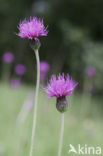 Spaanse ruiter (Cirsium dissectum) 