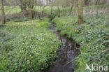 Speenkruid (Ranunculus ficaria)