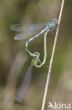 Speerwaterjuffer (Coenagrion hastulatum) 