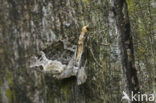 Springzaadspanner (Ecliptopera capitata)
