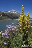 Denseflowered Mullein (Verbascum densiflorum)