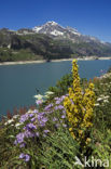 Denseflowered Mullein (Verbascum densiflorum)
