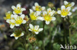 Steenbreek (Saxifraga exarata)