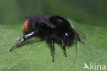 Red-tailed bumblebee (Bombus lapidarius)