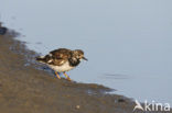 Steenloper (Arenaria interpres)