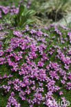 moss campion (Silene acaulis)