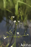 Lesser Waterplantain (Echinodorus ranunculoides)