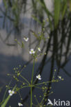 Lesser Waterplantain (Echinodorus ranunculoides)