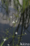 Stijve moerasweegbree (Echinodorus ranunculoides) 