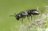 Stipmaskerbij (Hylaeus styriacus) 