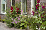 Stokroos (Alcea rosea)