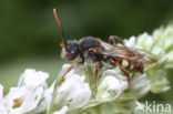 Stomptandwespbij (Nomada striata) 