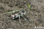 Dune tiger beetle (Cicindela maritima)