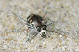 Dune tiger beetle (Cicindela maritima)
