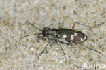 Dune tiger beetle (Cicindela maritima)