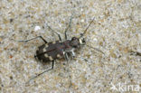 Dune tiger beetle (Cicindela maritima)