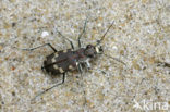 Strandzandloopkever (Cicindela maritima)