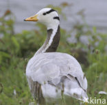 Bar-headed Goose (Anser indicus)