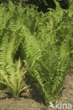 Ostrich Fern (Matteuccia struthiopteris)