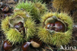 Tamme kastanje (Castanea sativa)