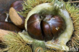 Sweet Chestnut (Castanea sativa)