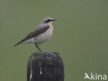Northern Wheatear (Oenanthe oenanthe)