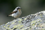 Northern Wheatear (Oenanthe oenanthe)