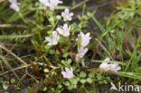 Teer guichelheil (Anagallis tenella) 