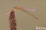 Tengere grasjuffer (Ischnura pumilio)