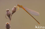 Tengere grasjuffer (Ischnura pumilio)