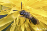 mining bee (Andrena fulvago)