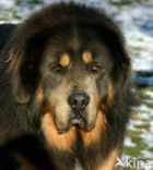 Tibetaanse mastiff (Canis domesticus)