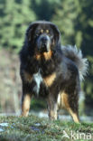 Tibetaanse mastiff (Canis domesticus)