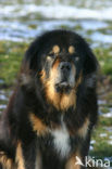 Tibetaanse mastiff (Canis domesticus)