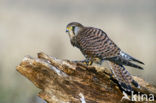 Torenvalk (Falco tinnunculus)