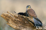 Common Kestrel (Falco tinnunculus)