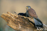 Common Kestrel (Falco tinnunculus)