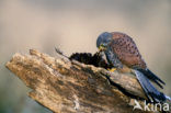 Torenvalk (Falco tinnunculus)