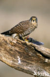 Torenvalk (Falco tinnunculus)